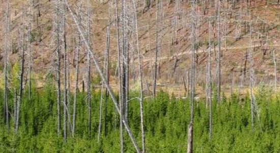 young trees frowing in burned forest