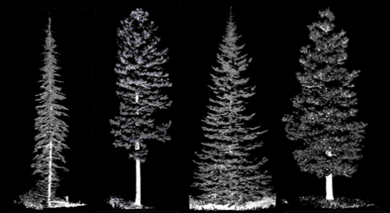 laser scanned tree image