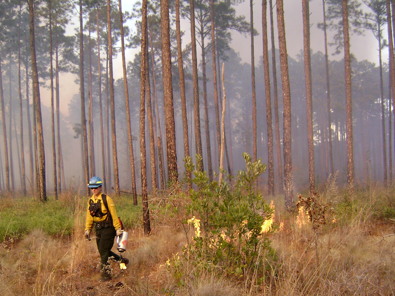 firefighter setting a controlled burn
