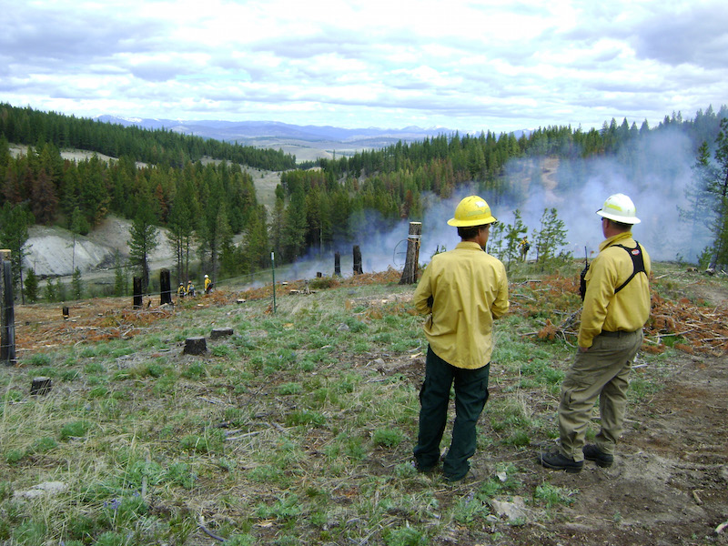 firefighters looking at remains of burnt forest